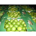 Egyptian lemon with good prices